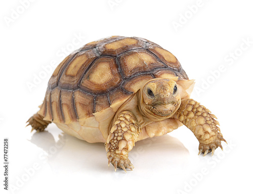 Obraz na plátně turtle on white background