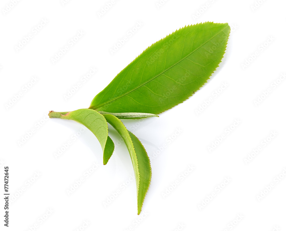 Obraz premium tea leaf isolated on white background