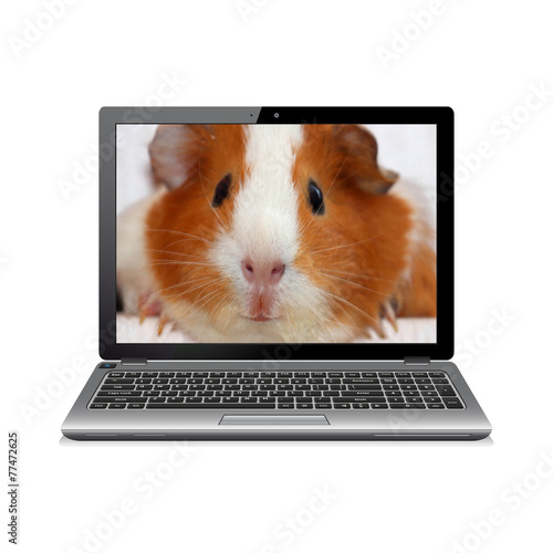Laptop computer with guinea pig on screen