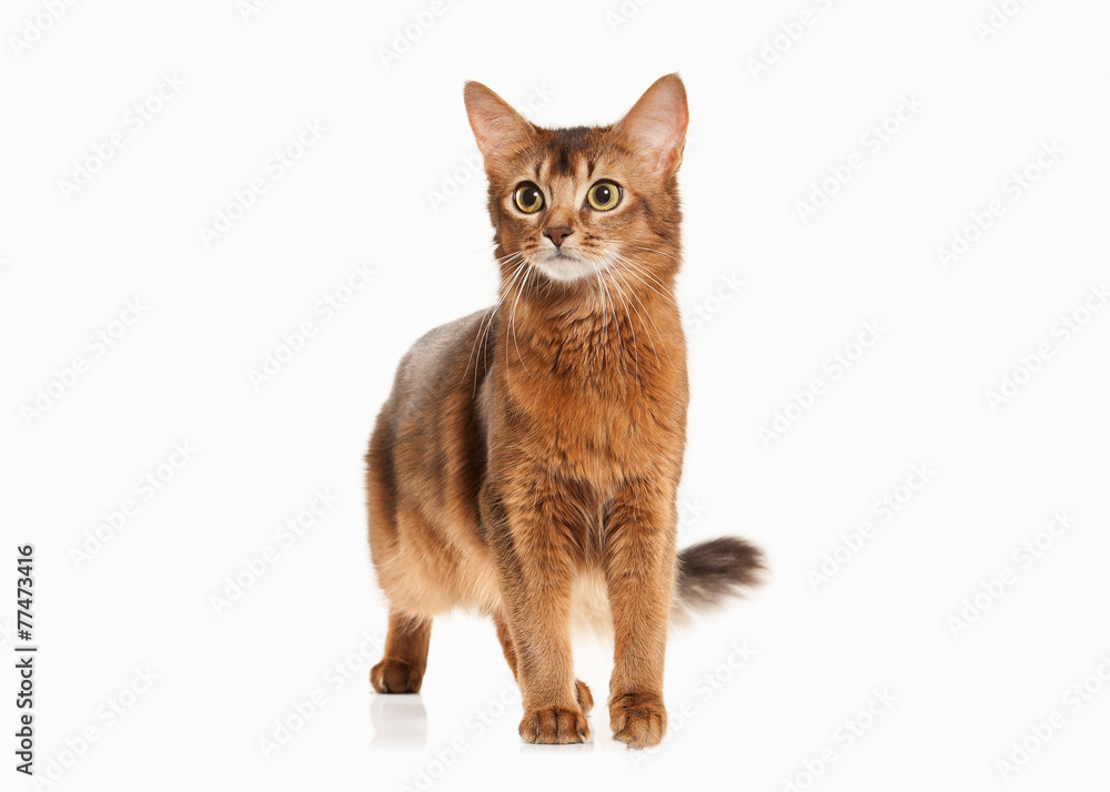 Cat. Somali cat ruddy color on white bakcground