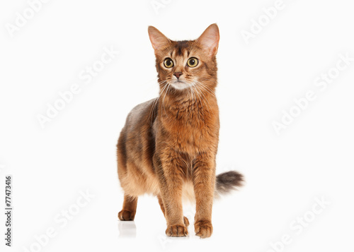 Cat. Somali cat ruddy color on white bakcground
