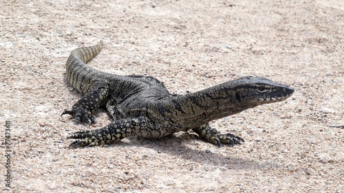 Guana Lucky Bay  Cape Le Grand NP  West Australia