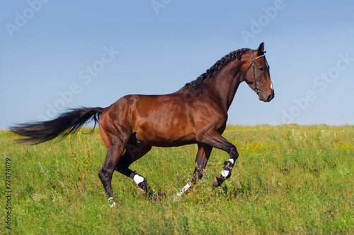 Beautiful bay stallion run on the meadow