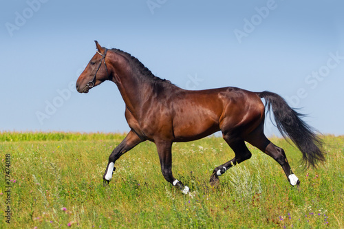 Bay horse trotting in summer field