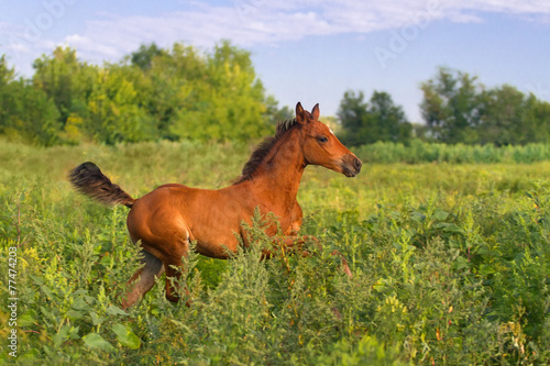 Fototapeta Naklejka Na Ścianę i Meble -  Running bay foal in summer  field