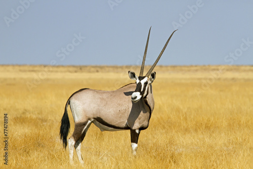 Solitary oryx in a vast area of grassland,Etosha,Namibia