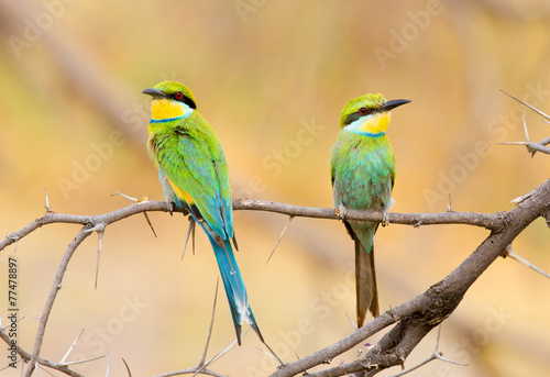 Perching pair of swallow tailed bee eaters photo