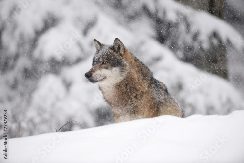 Wolf im Schneetreiben © Xaver Klaussner