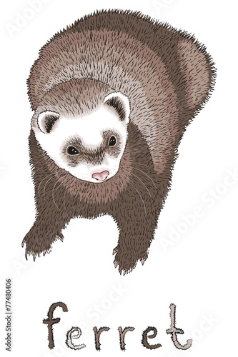 cute little funny puppy ferret on a white background