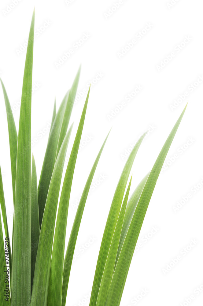 Fototapeta premium green grass leaves