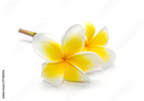 Frangipani flower