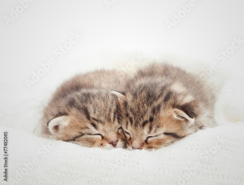 Two cute kitten sleeping on white blanket