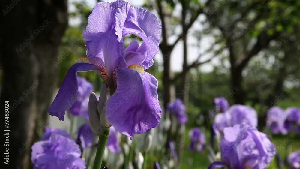 Close up of an iris's blosom Close up of an iris's blosom