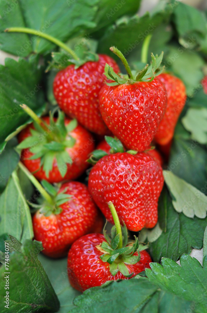 Fresh strawberry Fresh strawberry
