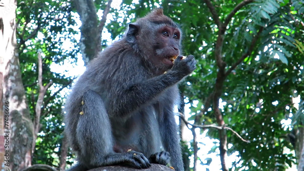Monkey eating fruit in Sacred monkey forest in Ubud, Bali Monkey eating fruit in Sacred monkey forest in Ubud, Bali