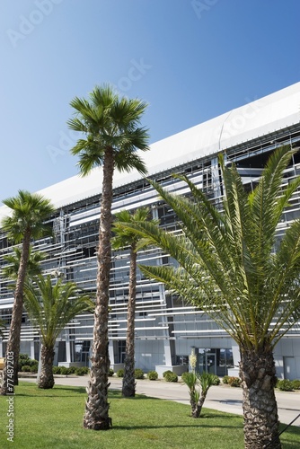 palm trees on a background of the track Formula 1 in Sochi