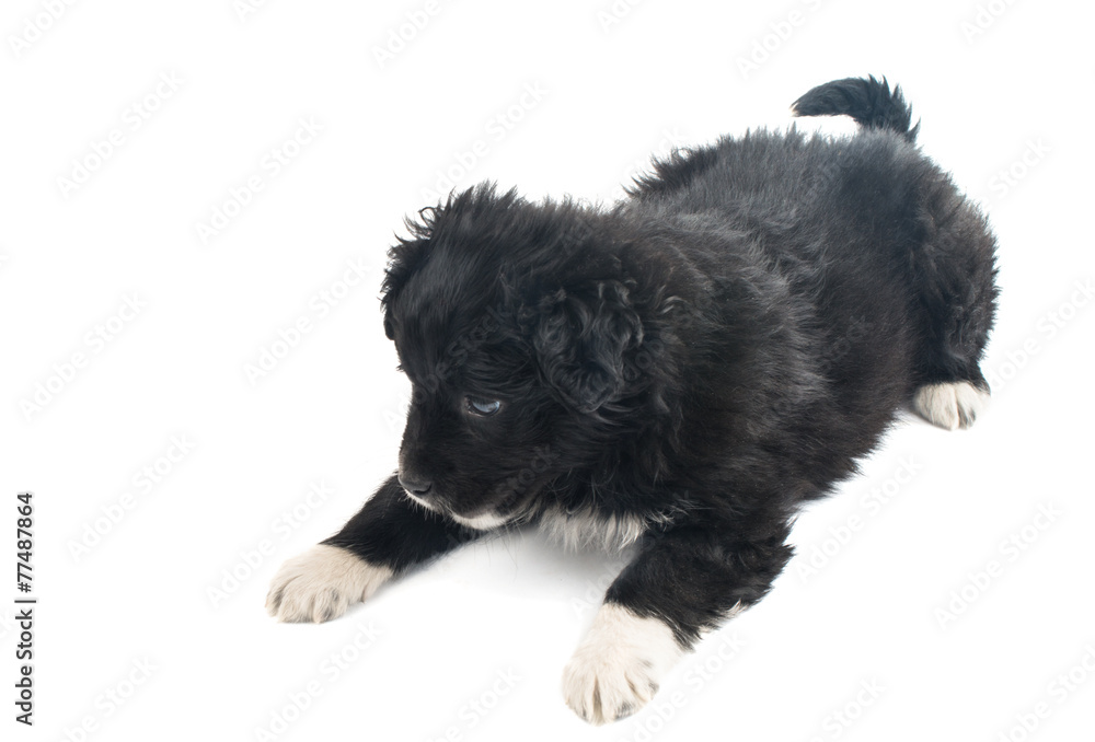 Fototapeta premium puppy isolated