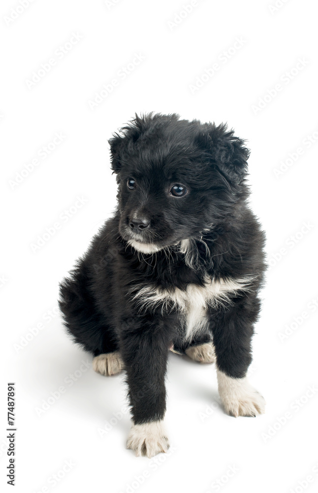 Naklejka premium puppy isolated