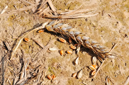 Wheat crop