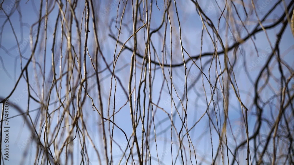 Wind in willow twigs against a blue sky. Wind in willow twigs against a blue sky.