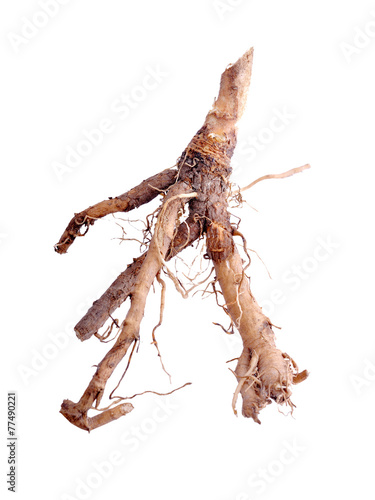 Chicory root