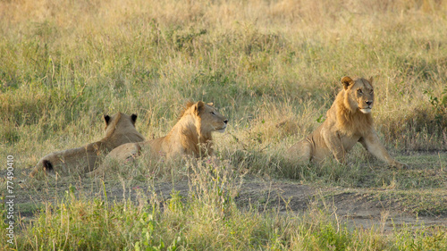 Pride of young male lions