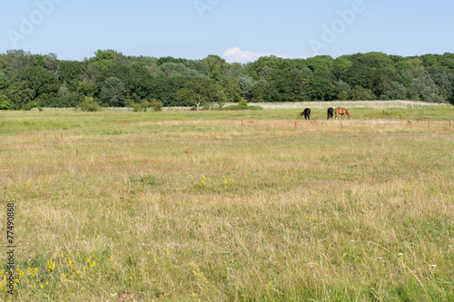 Horses on a meadow