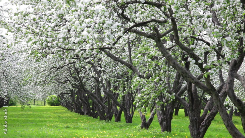 Beautiful blossoming apple-tree garden Beautiful blossoming apple-tree garden