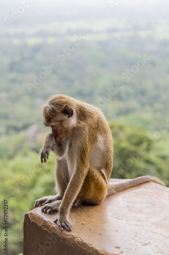 Toque macaque © BGStock72