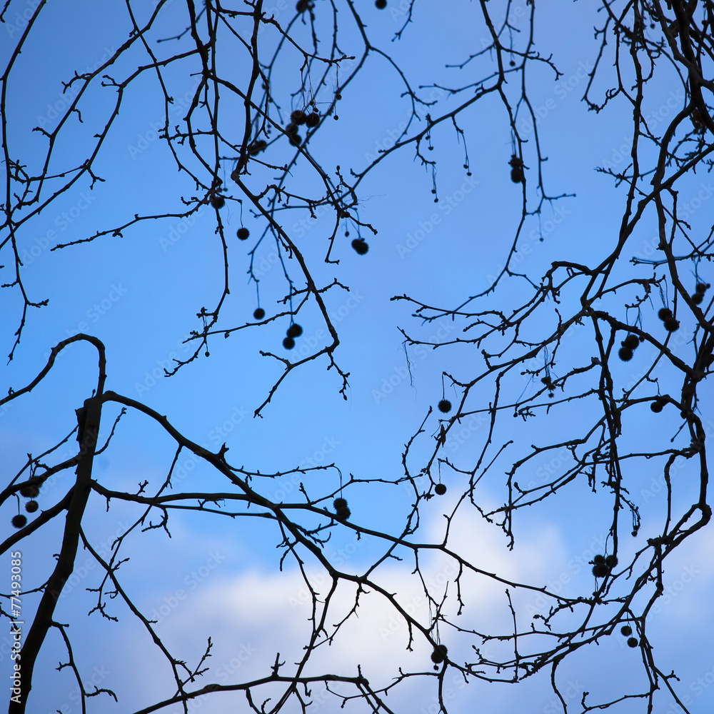Seeds on tree branch against blue sky. Seeds on tree branch against blue sky.