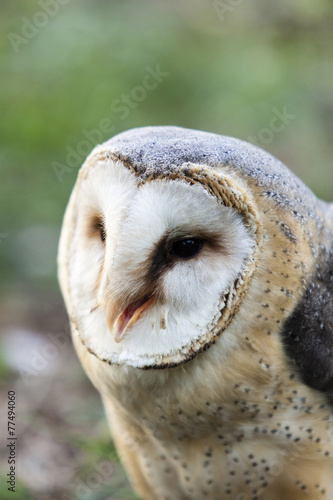 beautiful owl - Tyto alba, barn owl