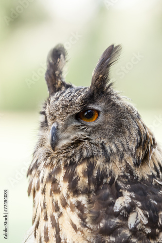 owl - bubo bubo  Eurasian eagle-owl