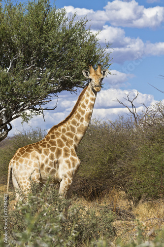 Giraffe in Wildnis