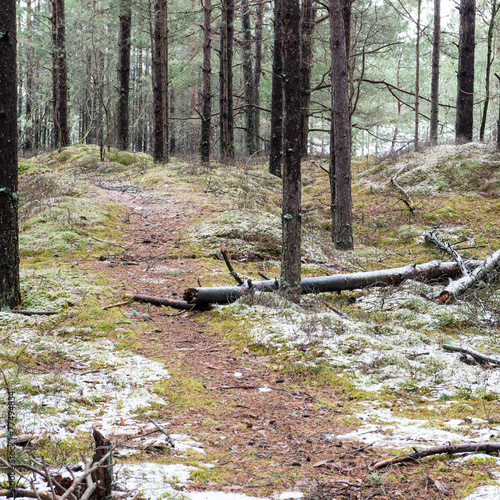 trail in the winter pine tree forest