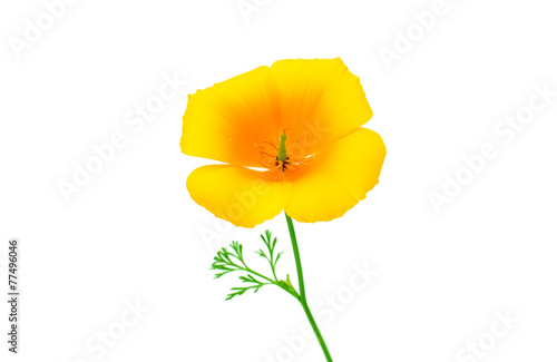 Eschscholzia californica flower