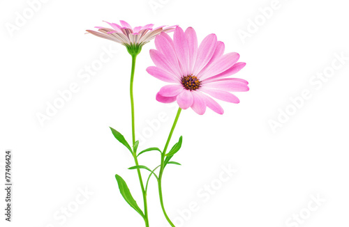White and Pink Osteospermum Daisy or Cape Daisy Flower Flower