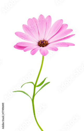 White and Pink Osteospermum Daisy or Cape Daisy Flower Flower