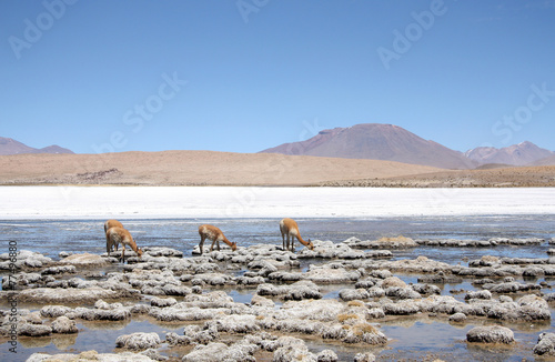 Vicunas or wild lamas in Atacama Desert, Bolivia, South America