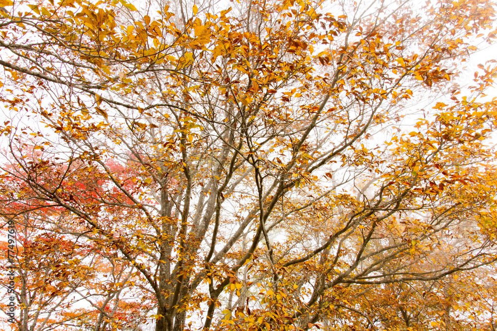 Trees were autumn leaves in Nikko Trees were autumn leaves in Nikko