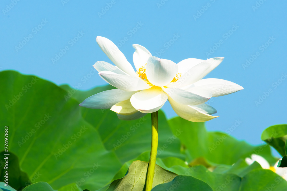 Fototapeta premium White lotus flowers