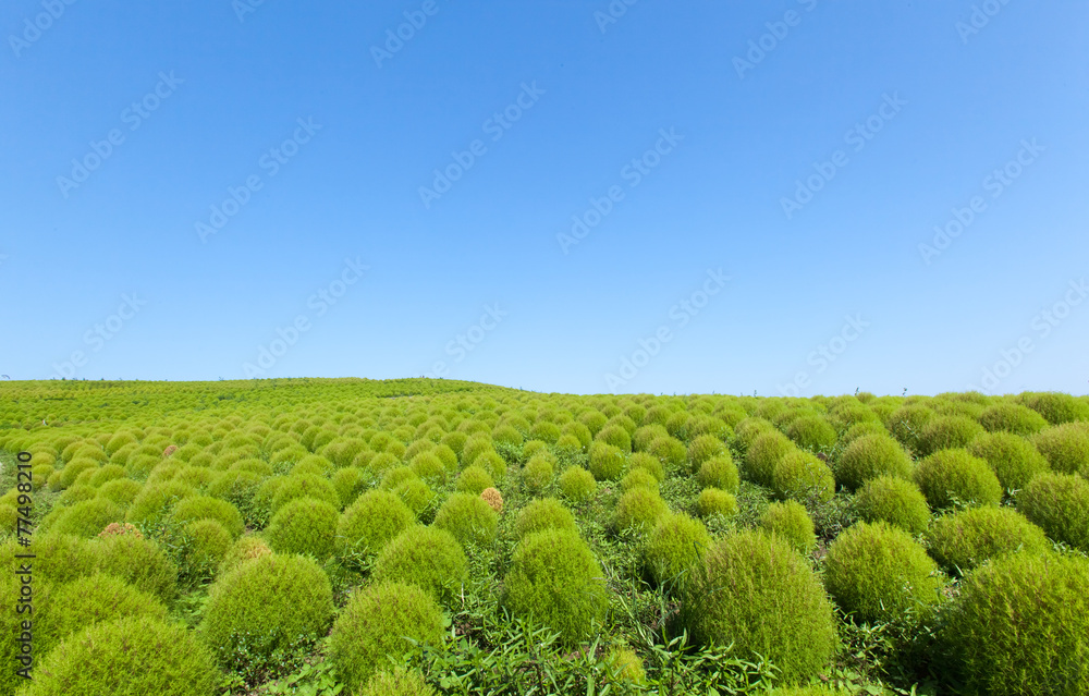 Green Kochia hill and the blue sky Green Kochia hill and the blue sky