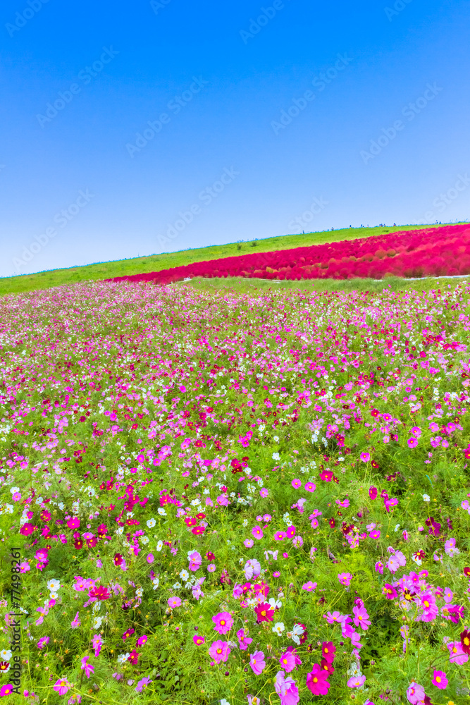 Cosmos field and red Kochia hill