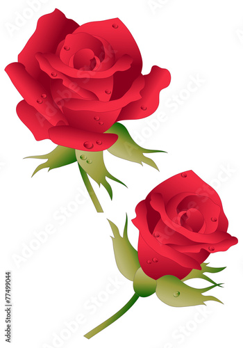 Rose and Rosebud