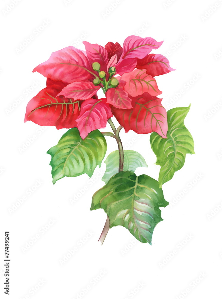 Watercolor Red Poinsettia flowers isolated on white background Watercolor Red Poinsettia flowers isolated on white background