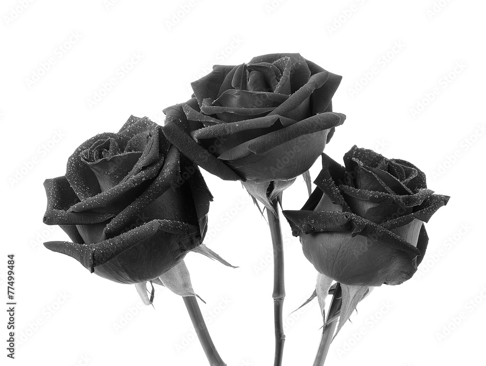 Naklejka premium czarna róża na białym tle