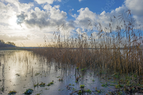 Reed along the shore of a frozen lake