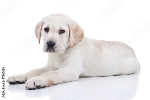 Labrador Puppy Isolated