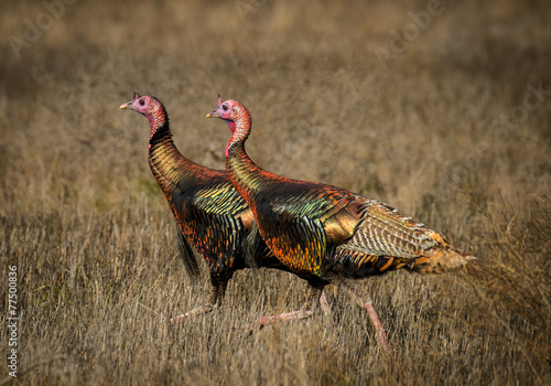 two wild turkeys display amazing color in sunlight