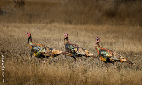 Wild turkeys with amazing color walk through field