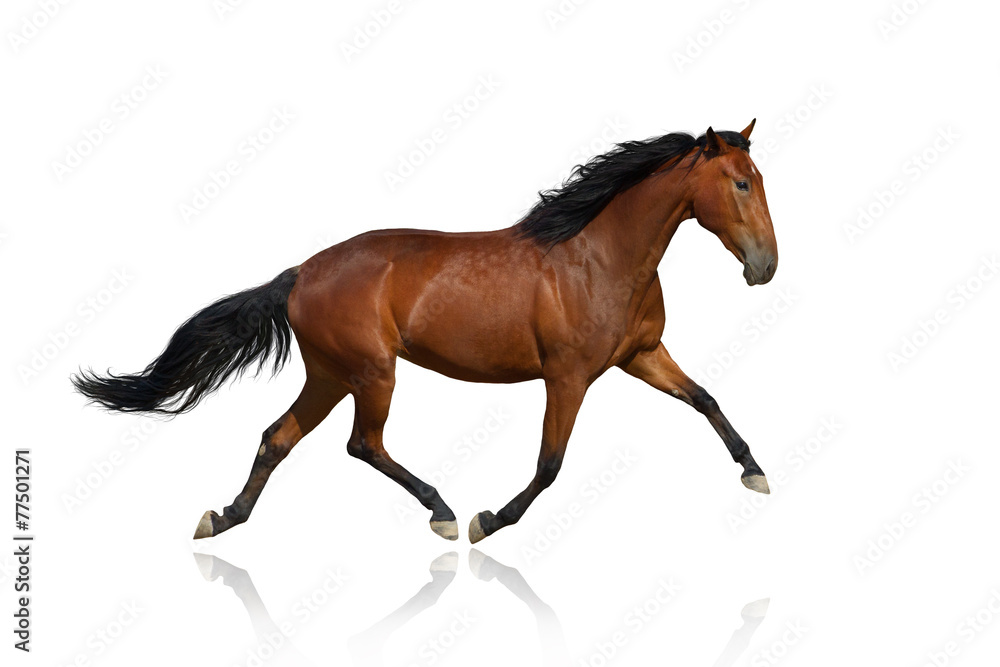 Bay trotter isolated on white Bay trotter isolated on white